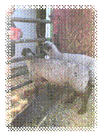 A sheep in a pen

Description automatically generated with low confidence