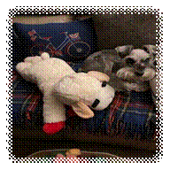 A dog and a stuffed animal on a couch

Description automatically generated