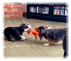 Two dogs playing with a toy

Description automatically generated