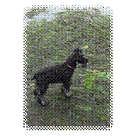 A dog standing in the grass

Description automatically generated with low confidence