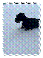 A black dog in the snow

Description automatically generated with medium confidence
