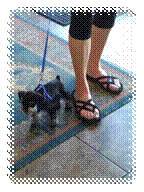 A dog on a leash

Description automatically generated with low confidence
