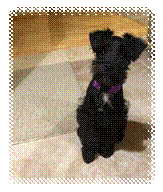 A small black dog

Description automatically generated with medium confidence