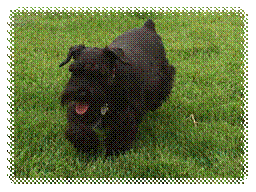 A black dog in the grass

Description automatically generated with low confidence