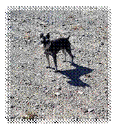 A dog standing on a rocky surface

Description automatically generated with low confidence