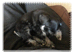 A dog sleeping on a couch

Description automatically generated with medium confidence