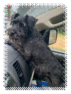 A dog sitting in a car

Description automatically generated with medium confidence