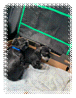 A picture containing dog, indoor, laying

Description automatically generated