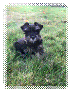 A picture containing grass, dog, outdoor, black

Description automatically generated