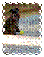 A dog with a tennis ball

Description automatically generated with medium confidence