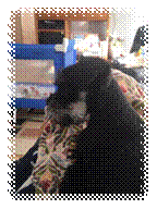 A picture containing indoor, black, mammal

Description automatically generated