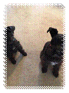 Two black dogs on a tile floor

Description automatically generated with low confidence