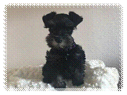 A black dog sitting on a blanket

Description automatically generated with medium confidence