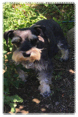 A brown and black dog standing on grass

Description automatically generated